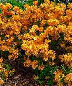 Golden Lights Azalea Live Plant - Deciduous Shrub, Hardy to Zone 4, 4