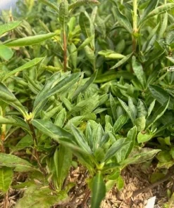 Golden Lights Azalea Live Plant - Deciduous Shrub, Hardy to Zone 4, 4