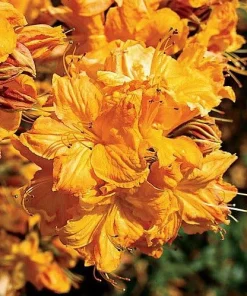 Golden Lights Azalea Live Plant - Deciduous Shrub, Hardy to Zone 4, 4