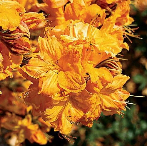 Golden Lights Azalea Live Plant - Deciduous Shrub, Hardy to Zone 4, 4" Pot - Image 1