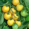 Golden Nugget Cherry Tomato Seeds - 20 Count - Sweet & Compact Determinate - Image 1