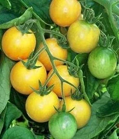 Golden Nugget Cherry Tomato Seeds - 20 Count - Sweet & Compact Determinate - Image 1