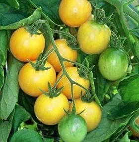 Golden Nugget Cherry Tomato Seeds - 20 Count - Sweet & Compact Determinate - Image 1