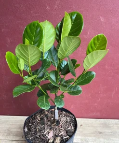 Golden Nugget Jack Fruit in 3 Gallons Pot, Grafted, Artocarpus heterophyllus, no ship to CA and HI - Image 2