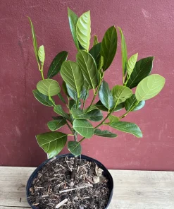 Golden Nugget Jack Fruit in 3 Gallons Pot, Grafted, Artocarpus heterophyllus, no ship to CA and HI - Image 3
