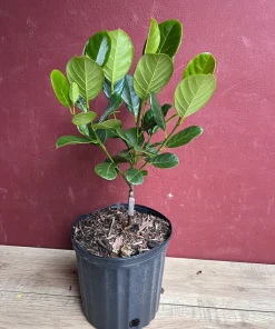 Golden Nugget Jack Fruit in 3 Gallons Pot, Grafted, Artocarpus heterophyllus, no ship to CA and HI - Image 4
