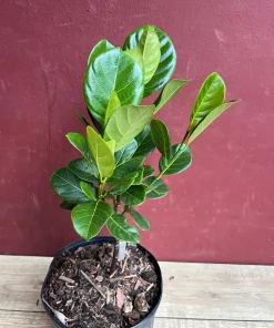 Golden Nugget Jack Fruit in 3 Gallons Pot, Grafted, Artocarpus heterophyllus, no ship to CA and HI - Image 5