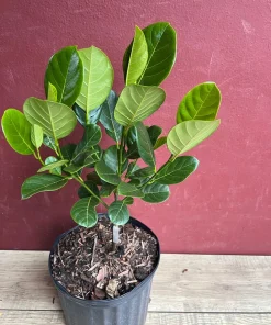 Golden Nugget Jack Fruit in 3 Gallons Pot, Grafted, Artocarpus heterophyllus, no ship to CA and HI - Image 6