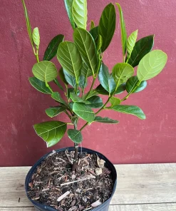 Golden Nugget Jack Fruit in 3 Gallons Pot, Grafted, Artocarpus heterophyllus, no ship to CA and HI - Image 7