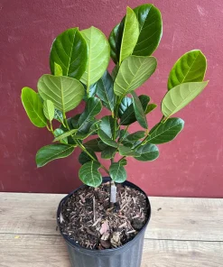 Golden Nugget Jack Fruit in 3 Gallons Pot, Grafted, Artocarpus heterophyllus, no ship to CA and HI - Image 8