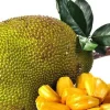 Golden Nugget Jack Fruit in 3 Gallons Pot, Grafted, Artocarpus heterophyllus, no ship to CA and HI - Image 1