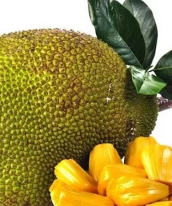 Golden Nugget Jack Fruit in 3 Gallons Pot, Grafted, Artocarpus heterophyllus, no ship to CA and HI - Image 1