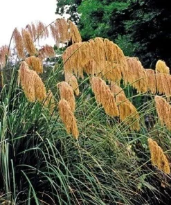 Golden Plume Pampas Grass Seeds - Cortaderia fulvida - 25 Seeds - Outdoor Ornamental - Image 2