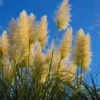 Golden Plume Pampas Grass Seeds - Cortaderia fulvida - 25 Seeds - Outdoor Ornamental - Image 1