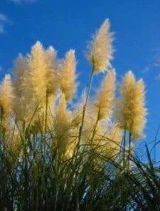 Golden Plume Pampas Grass Seeds - Cortaderia fulvida - 25 Seeds - Outdoor Ornamental - Image 1