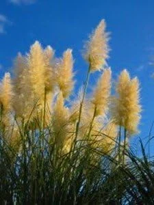 Golden Plume Pampas Grass Seeds - Cortaderia fulvida - 25 Seeds - Outdoor Ornamental - Image 1