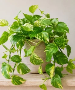 Golden Pothos Live Plant - Devil's Ivy Variegated Houseplant, 4 Inch Pot - Image 2