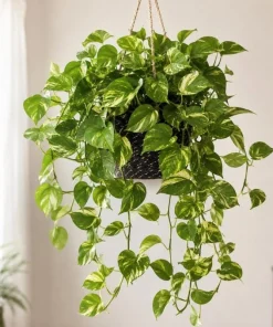 Golden Pothos Live Plant - Devil's Ivy Variegated Houseplant, 4 Inch Pot - Image 3