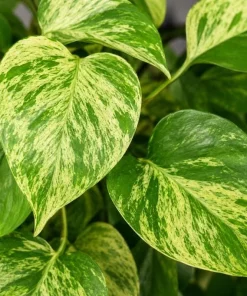 Golden Pothos Live Plant - Devil's Ivy Variegated Houseplant, 4 Inch Pot - Image 4