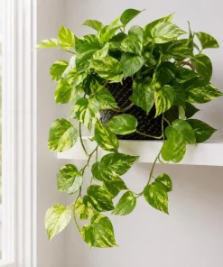 Golden Pothos Live Plant - Devil's Ivy Variegated Houseplant, 4 Inch Pot - Image 5