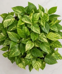 Golden Pothos Live Plant - Devil's Ivy Variegated Houseplant, 4 Inch Pot - Image 6