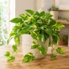 Golden Pothos Live Plant - Devil's Ivy Variegated Houseplant, 4 Inch Pot - Image 1