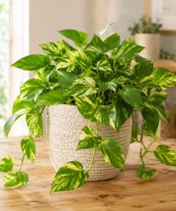 Golden Pothos Live Plant - Devil's Ivy Variegated Houseplant, 4 Inch Pot - Image 1