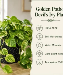 Golden Pothos Live Plant - Devil's Ivy Variegated Houseplant, 4 Inch Pot - Image 7