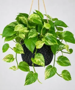 Golden Pothos Live Plant - Devil's Ivy Variegated Houseplant, 4 Inch Pot - Image 8
