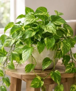 Golden Pothos Live Plant - Devil's Ivy Variegated Houseplant, 4 Inch Pot - Image 9
