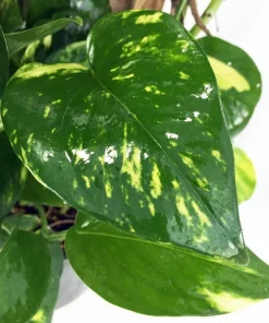 Golden Pothos Live Plant – Epipremnum Aureum – 4 inch Pot – Easy Houseplant - Image 2