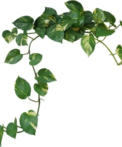 Golden Pothos Live Plant – Epipremnum Aureum – 4 inch Pot – Easy Houseplant - Image 3