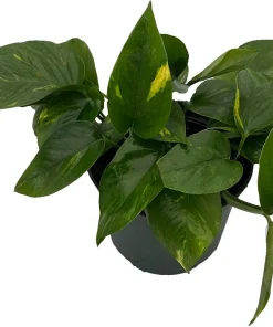 Golden Pothos Live Plant – Epipremnum Aureum – 4 inch Pot – Easy Houseplant - Image 4