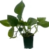 Golden Pothos Live Plant – Epipremnum Aureum – 4 inch Pot – Easy Houseplant - Image 1