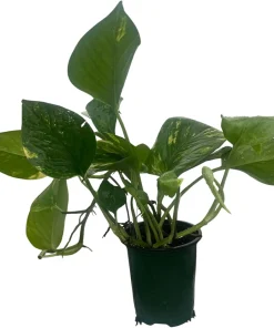 Golden Pothos Live Plant – Epipremnum Aureum – 4 inch Pot – Easy Houseplant - Image 1