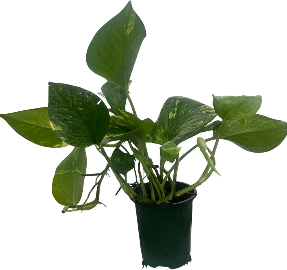 Golden Pothos Live Plant – Epipremnum Aureum – 4 inch Pot – Easy Houseplant - Image 1