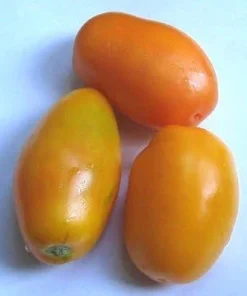 Golden Roma Tomato Seeds - 15 Count Packet - Determinate, Heirloom - Image 1
