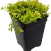 Golden Spikemoss Live Plant - Selaginella kraussiana 'Aurea' - 2.5" Pot - Image 1