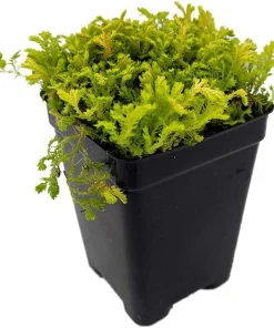 Golden Spikemoss Live Plant - Selaginella kraussiana 'Aurea' - 2.5