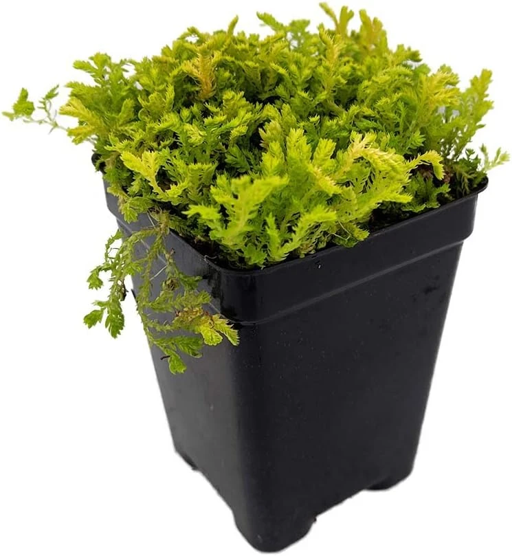 Golden Spikemoss Live Plant - Selaginella kraussiana 'Aurea' - 2.5" Pot - Image 1