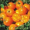 Golden Sunray Tomato Seeds - 20 Count - Yellow Heirloom - Indeterminate - 75-85 Days - Image 1