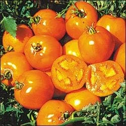 Golden Sunray Tomato Seeds - 20 Count - Yellow Heirloom - Indeterminate - 75-85 Days - Image 1
