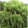 Golden Weeping Willow Tree Seeds - Salix babylonica - 5 Seeds Outdoor - Image 1