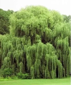 Golden Weeping Willow Tree Seeds - Salix babylonica - 5 Seeds Outdoor - Image 1