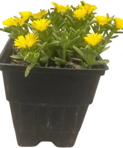 Golden Wonder Ice Plant - Live Perennial Delosperma - Quart Pot - Zones 5-9 - Image 2