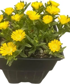 Golden Wonder Ice Plant - Live Perennial Delosperma - Quart Pot - Zones 5-9 - Image 3