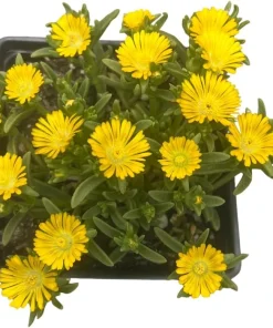 Golden Wonder Ice Plant - Live Perennial Delosperma - Quart Pot - Zones 5-9 - Image 4
