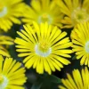 Golden Wonder Ice Plant - Live Perennial Delosperma - Quart Pot - Zones 5-9 - Image 1