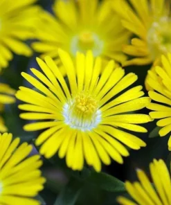 Golden Wonder Ice Plant - Live Perennial Delosperma - Quart Pot - Zones 5-9 - Image 1