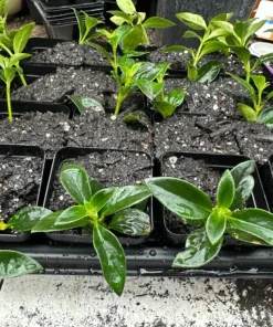 Goldfish Hybrid Live Plant – Columnea Hybrid – 2-4